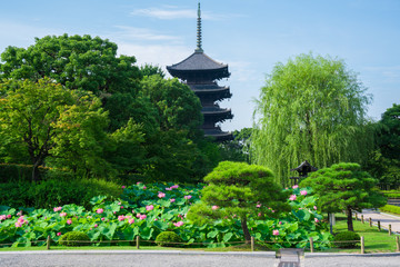 京都　東寺の五重塔と蓮の花　夏　
