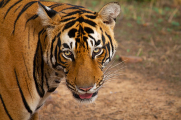 Fototapeta na wymiar Pacman, Bengal Tiger, Panthera Tigris Tigris, Ranthambore, Rajasthan, India