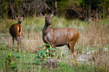 Sambar deer, Rusa unicolor, Bandhavgarh, Madhya Pradesh, India