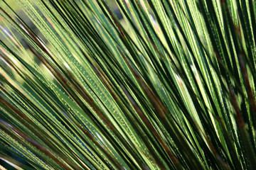 Spiky green plant creating an organic pattern