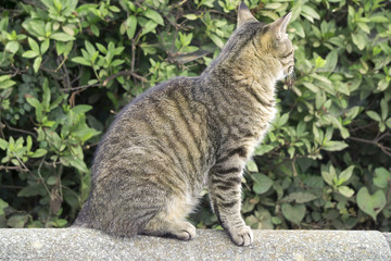Fototapeta na wymiar cat in garden エジプト座りの三毛猫