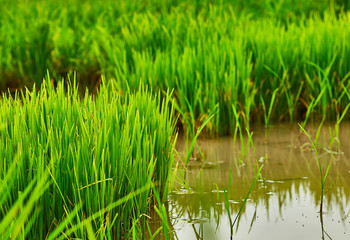 Natures gift and grown with the help of Farmers.