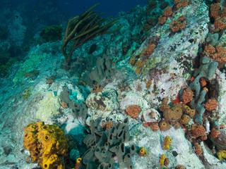 Naklejka na ściany i meble Common octopus octopus vulgaris hunting on coral reef