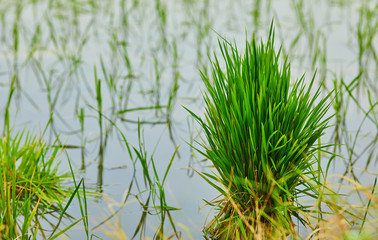 Natures gift and grown with the help of Farmers.