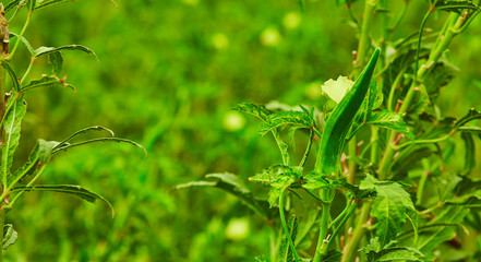 Natures gift and grown with the help of Farmers.
