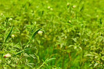 Natures gift and grown with the help of Farmers.