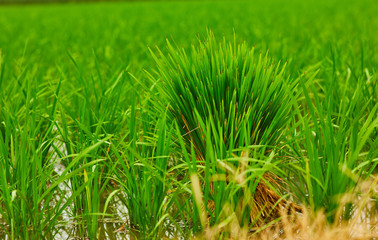 Natures gift and grown with the help of Farmers.