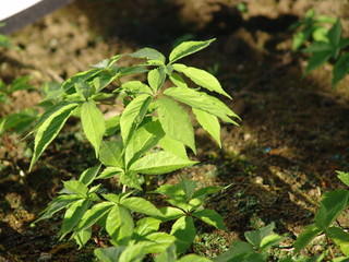 Ginseng farm, with ginseng plant, sunshades to grow healthy natural medicine ingridients