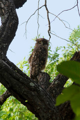Brown fish owl, Bubo zeylonensis, Bandhavgarh, Madhya Pradesh, India