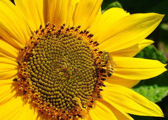 Beautiful honey bee collecting nectar from bright and showy big yellow sunflower head close up.