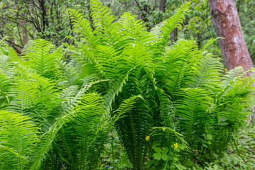Green fern in a forest