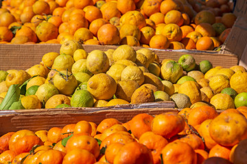 Zitronen - Orangen - Limone 