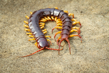 Image of centipedes or chilopoda on the ground. Animal. poisonous animals.