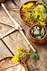 Fesh yellow flowers Hypericum