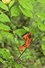 Hoja naranja entre hojas verdes