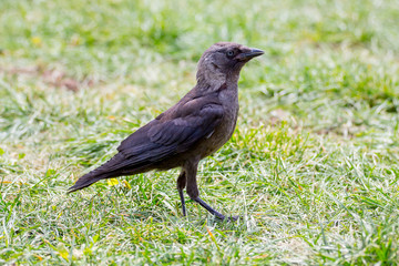 Black young raven on the grass in the park_