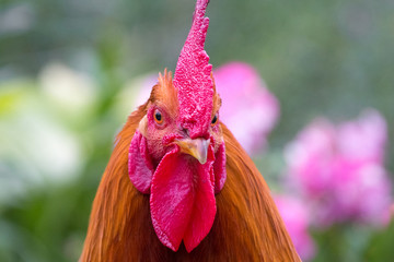 Portrait of a close-up of a brown cock in the garden among the flowers on a blurry background_