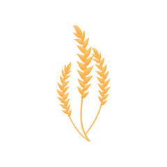 Three ripe ears are connected by stems. Vector illustration on white background.