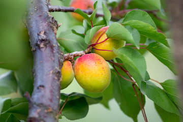 Mature juicy apricots close-up on a tree. Orchard_