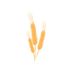 Three realistic stalks of wheat. Vector illustration on white background.