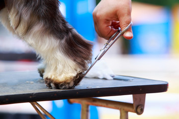 Grooming paw dog