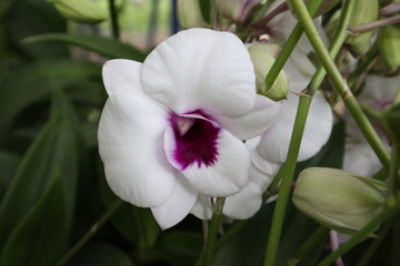 Orchid flowers are beautiful and colorful.