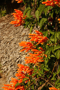 Pyrostegia venusta (Flame Vine, Flaming Trumpet). Fiery red pyrostegia grows in Cuba and hummingbirds like to eat the nectar of its flowers