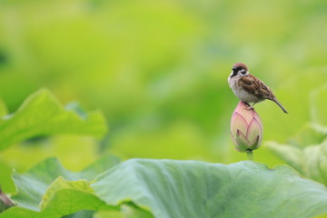 蓮の蕾の上で休むスズメ