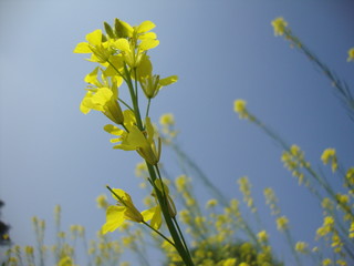 Obraz premium yellow flowers on background of blue sky