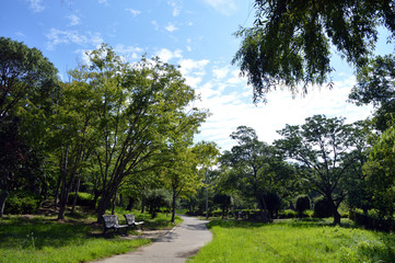 Fototapeta na wymiar 遊歩道の周りに、ベンチ、葉が茂った木々、草むらが見える、夏の公園の風景