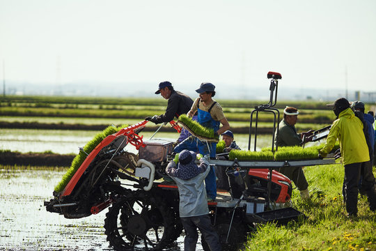 Farmers planting rice in field