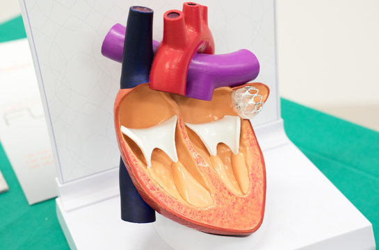 Model von einem menschlichen Herzen