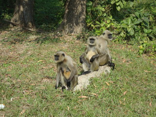 The Three Lemurs