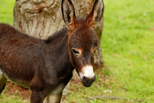 Eselfohlen portrait 