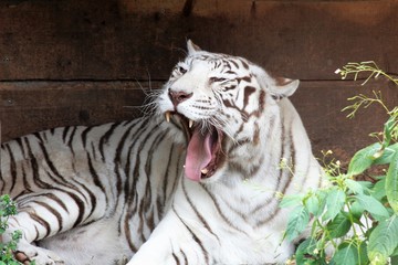 Portrait eines weissen Tigers