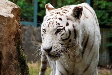 Portrait eines weissen Tigers