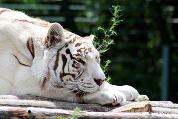 Portrait eines weissen Tigers