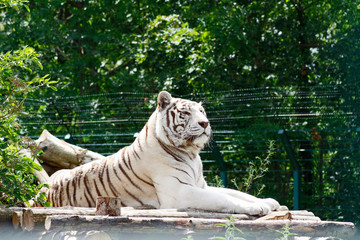 Portrait eines weissen Tigers