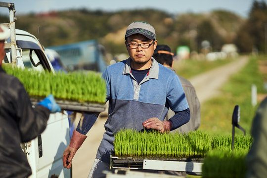 地域の人々と協力して田植えをする農家さん