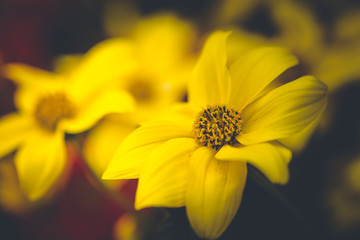 Obraz premium Makro Aufnahme einer Blume