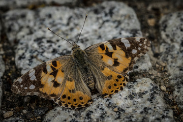 Fototapeta na wymiar Schmetterling auf einem Stein