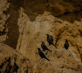 The Black Birds