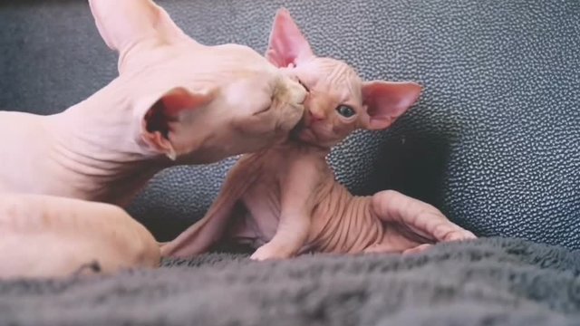 sphinx cat mother and baby
