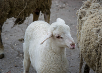 Baby lamb and mother sheep in the farm, looking at the camera. Close up of livestock family