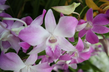 Orchid flowers are beautiful and colorful.