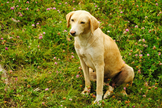 Combai dog breed on green grass, Manali, Himachal Pradesh, India.