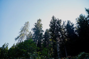 Tops of sprice tree and blue sky background. Natural photo
