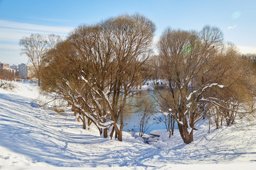 Winter landscape in good day. Park with snow and yellow, trees. Sunny day in early spring