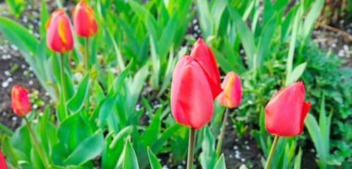 Red tulips flowers blooming in a garden. Wide photo.
