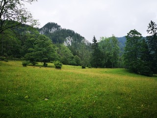 Fototapeta na wymiar Alpen Natur Wald Wildnis